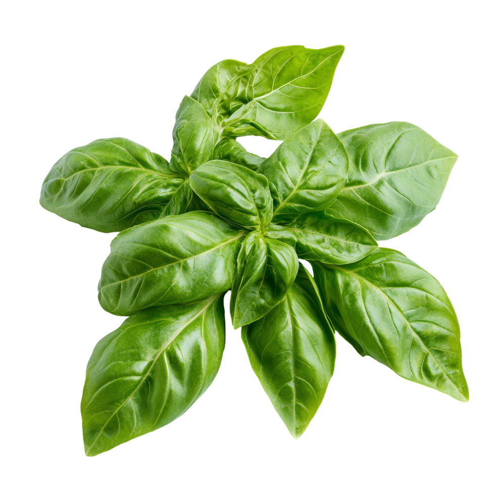 Fresh sweet basil leaves arranged in a rosette